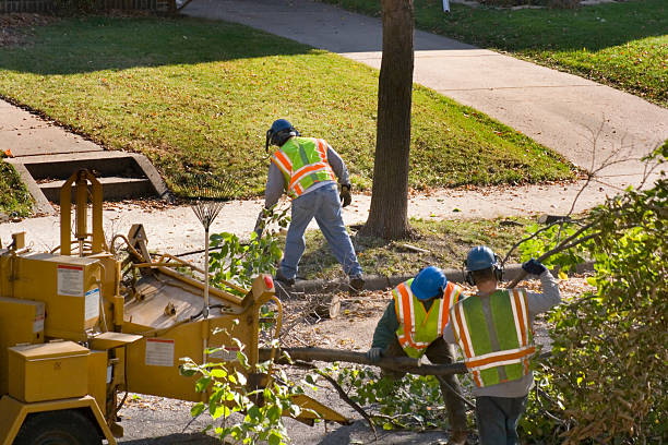 Best Stump Grinding Near Me  in Santa Teresa, NM